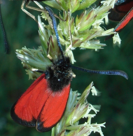 da determinare - Zygaena rubicundus